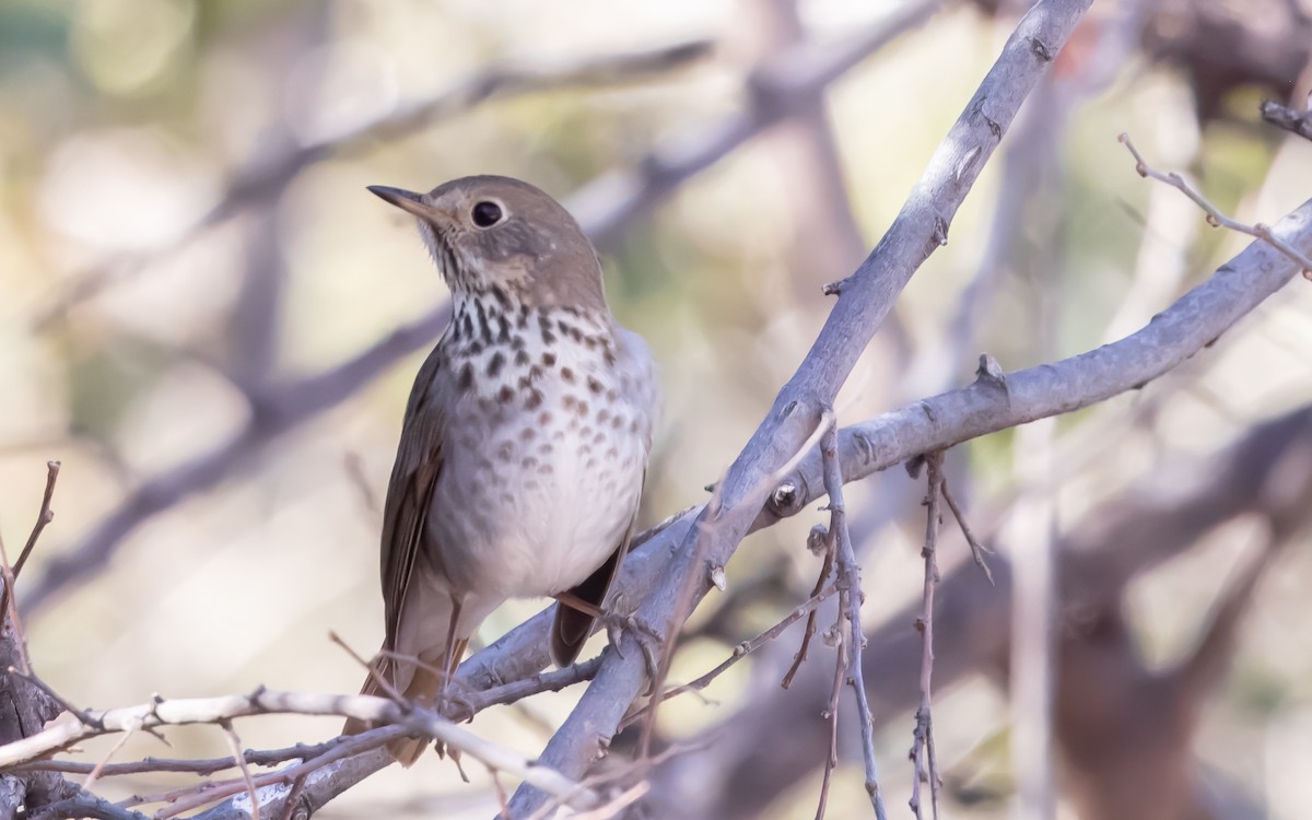 Hermit Thrush - ML613570065