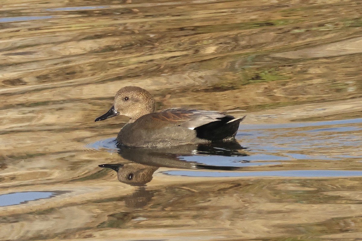 Gadwall - ML613570092