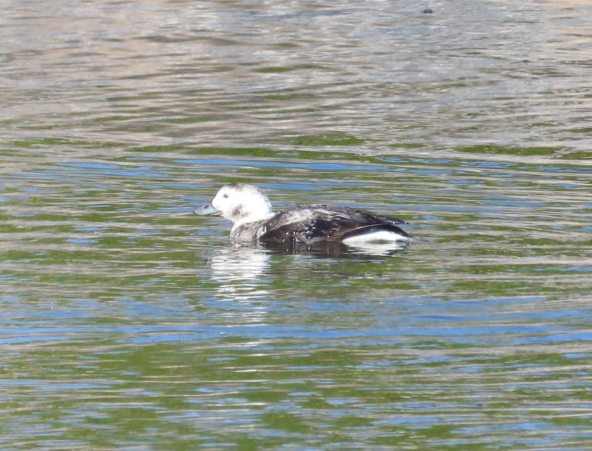 Long-tailed Duck - ML613570119