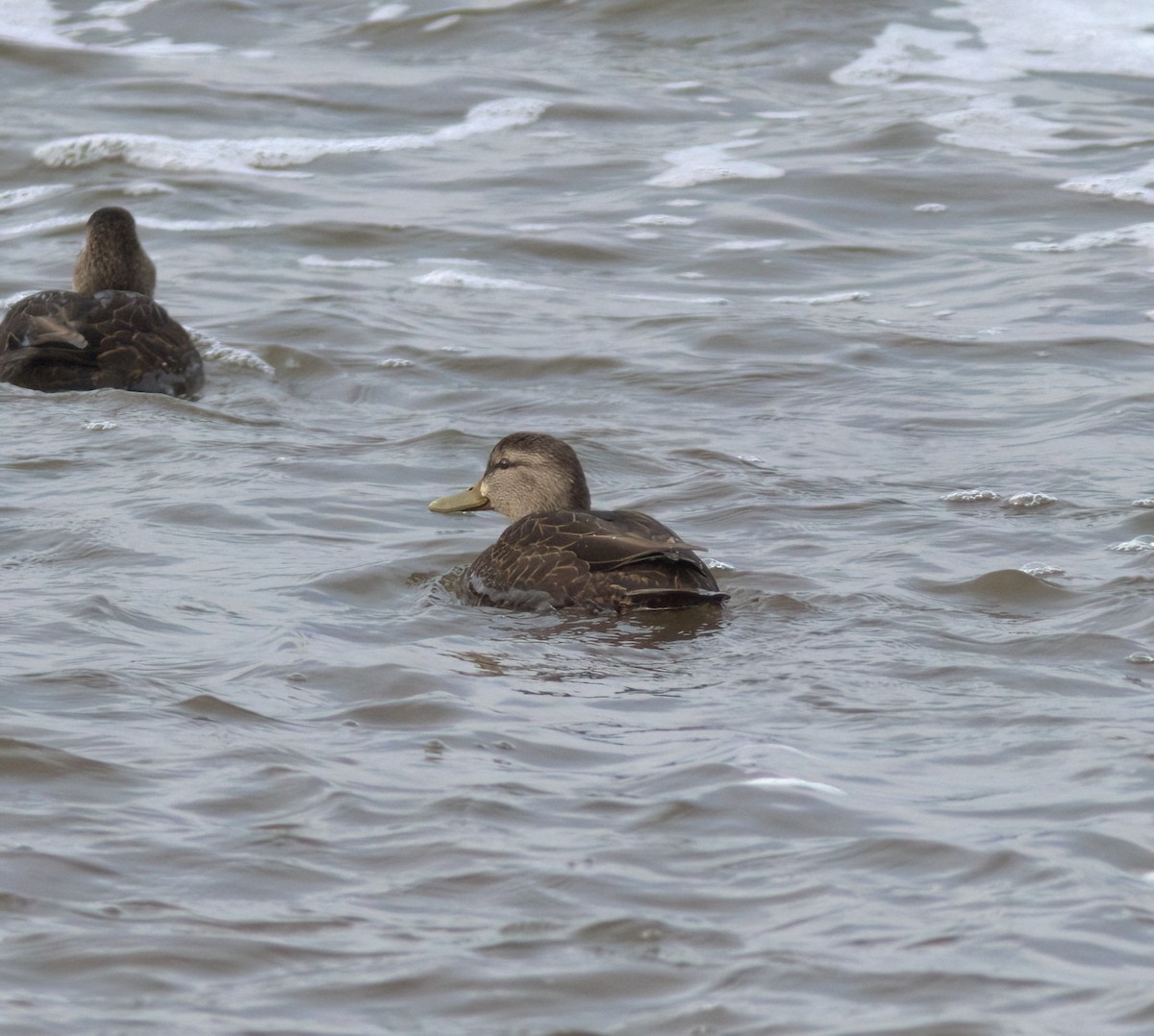 American Black Duck - ML613570150