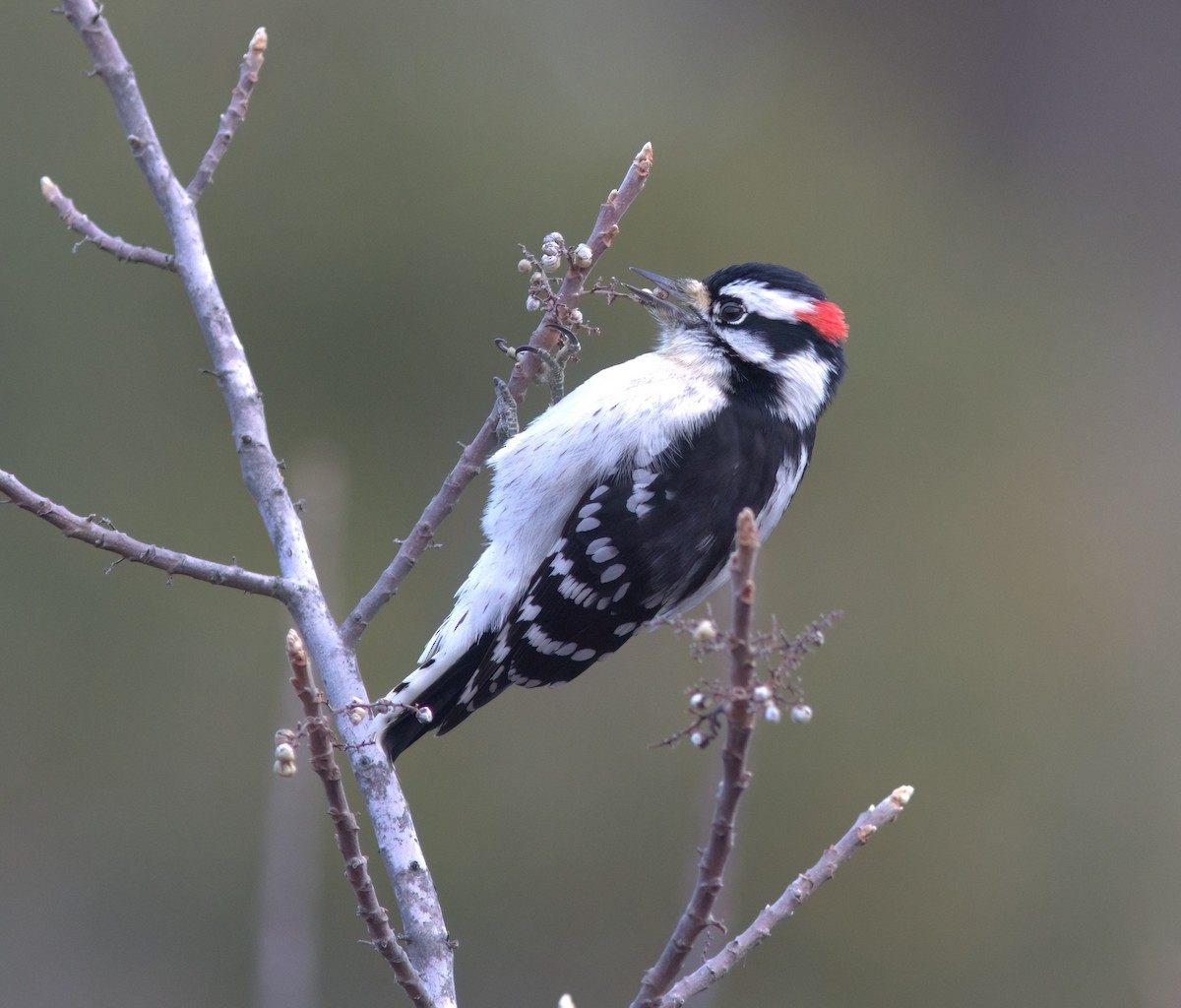 Downy Woodpecker - ML613570203