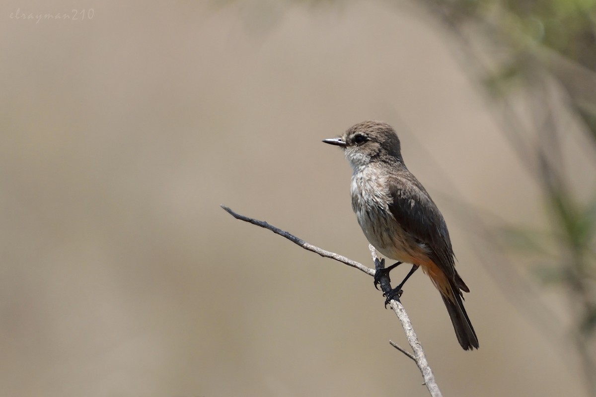 Vermilion Flycatcher - ML61357021