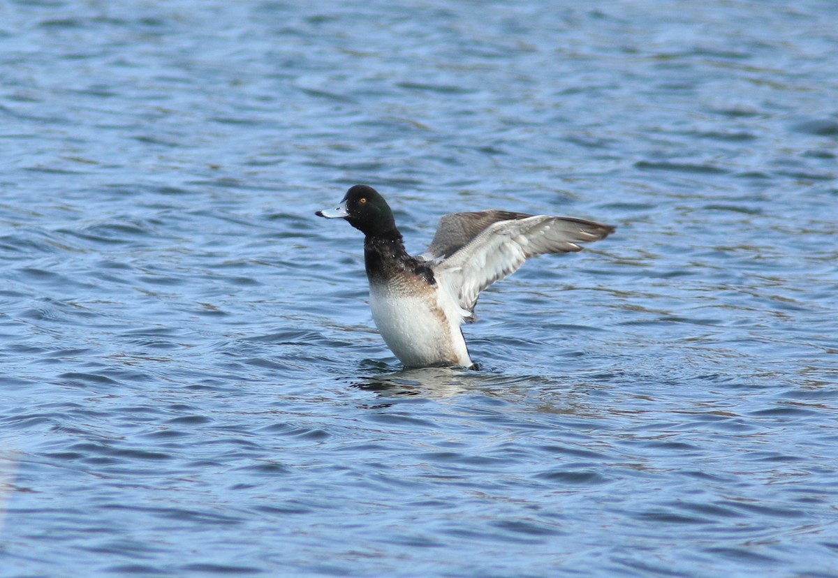 Greater Scaup - ML613570246