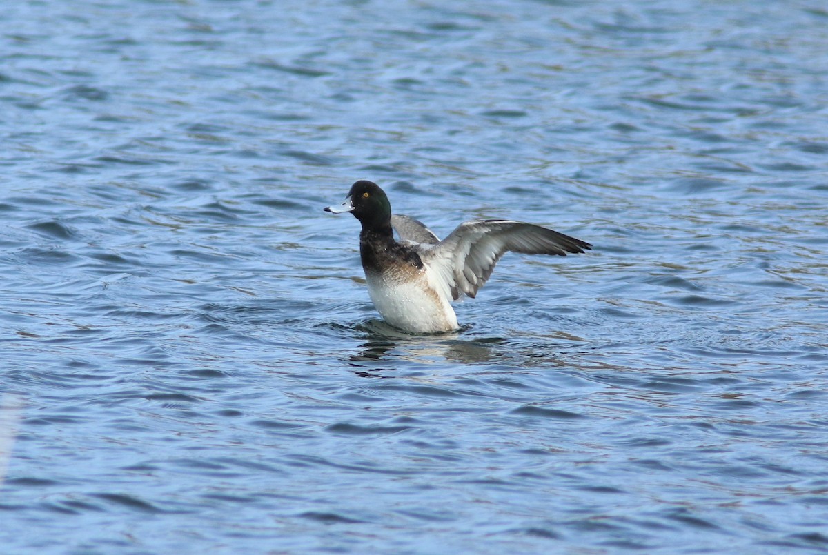 Greater Scaup - ML613570248