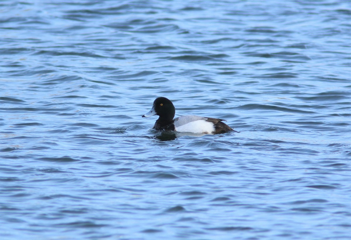Greater Scaup - ML613570249
