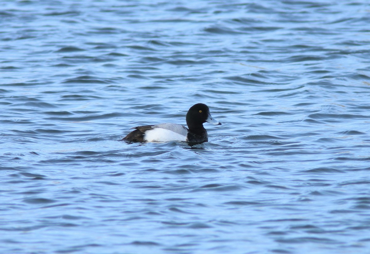 Greater Scaup - ML613570250