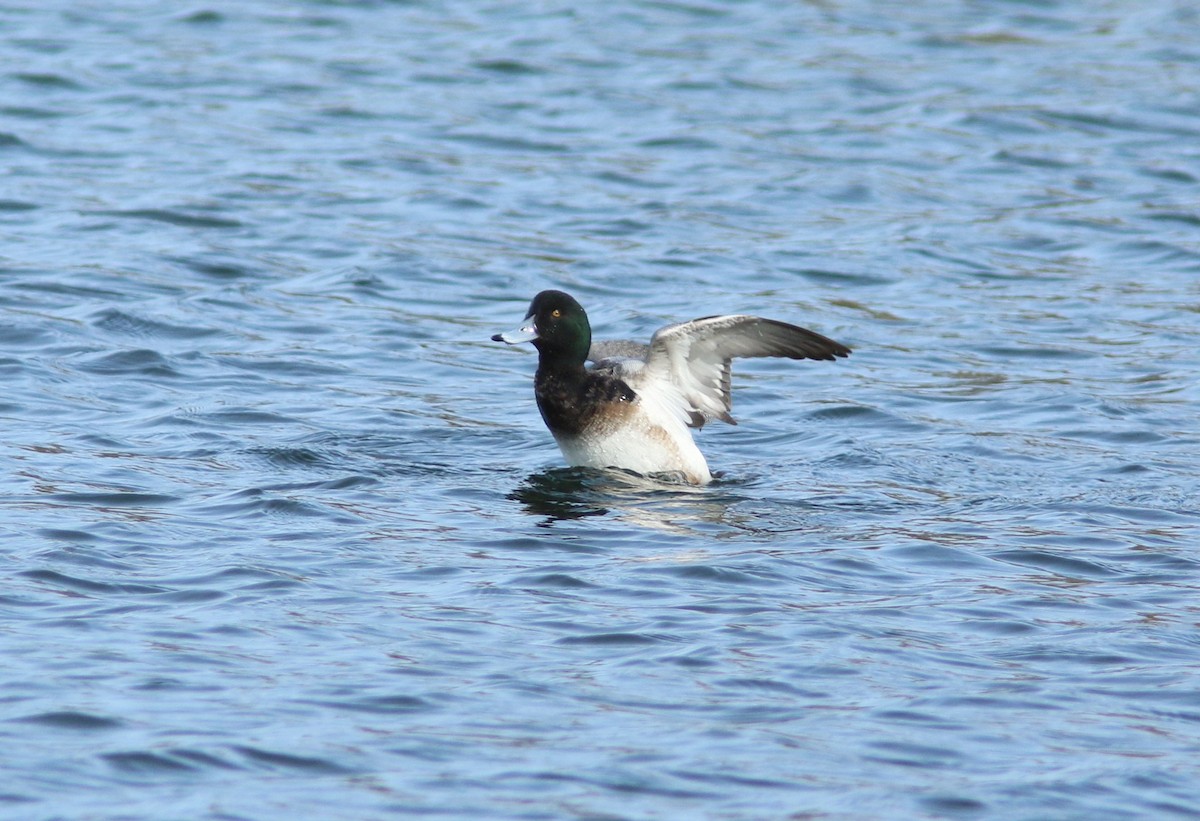 Greater Scaup - ML613570253