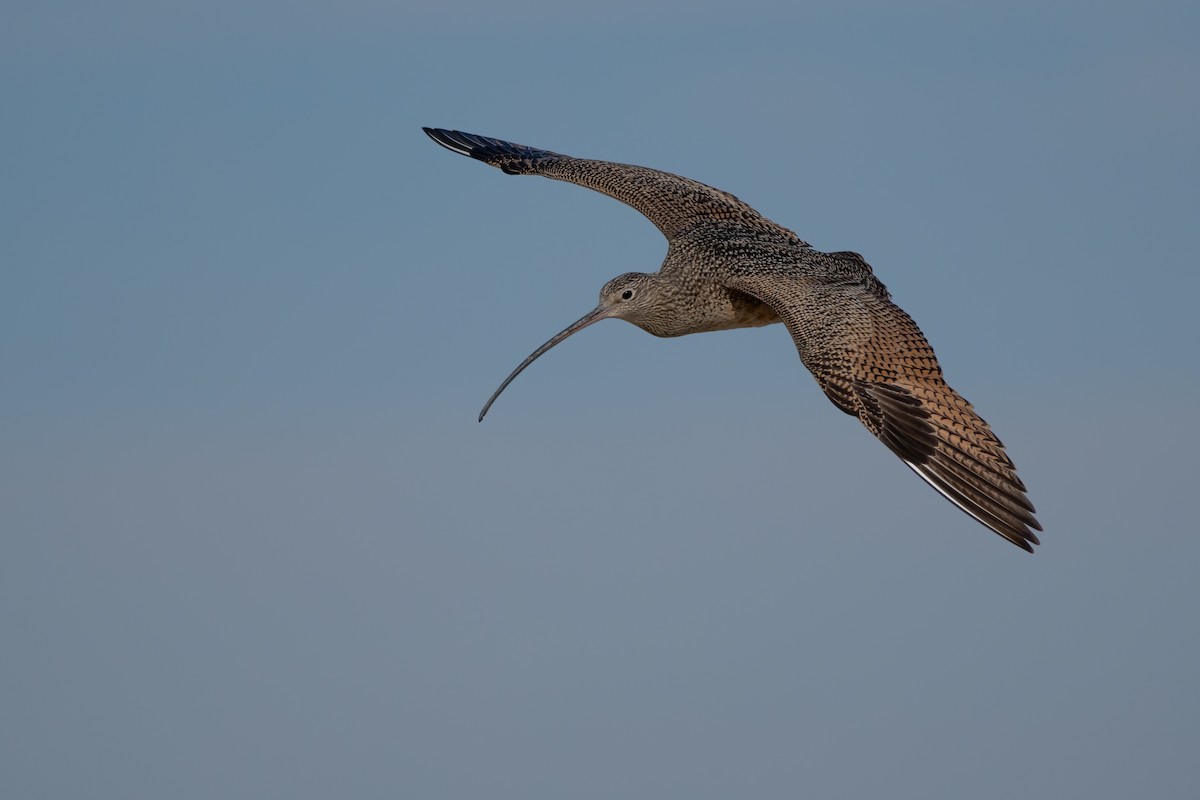 Long-billed Curlew - ML613570300