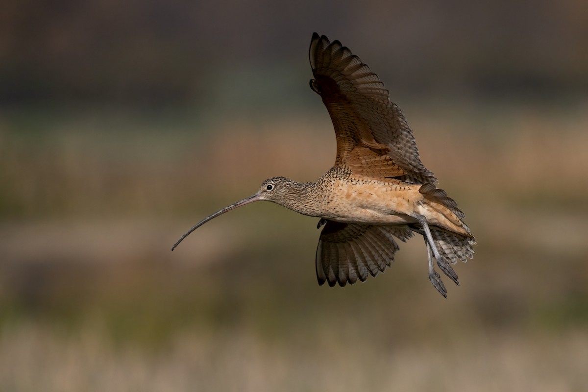 Long-billed Curlew - ML613570301