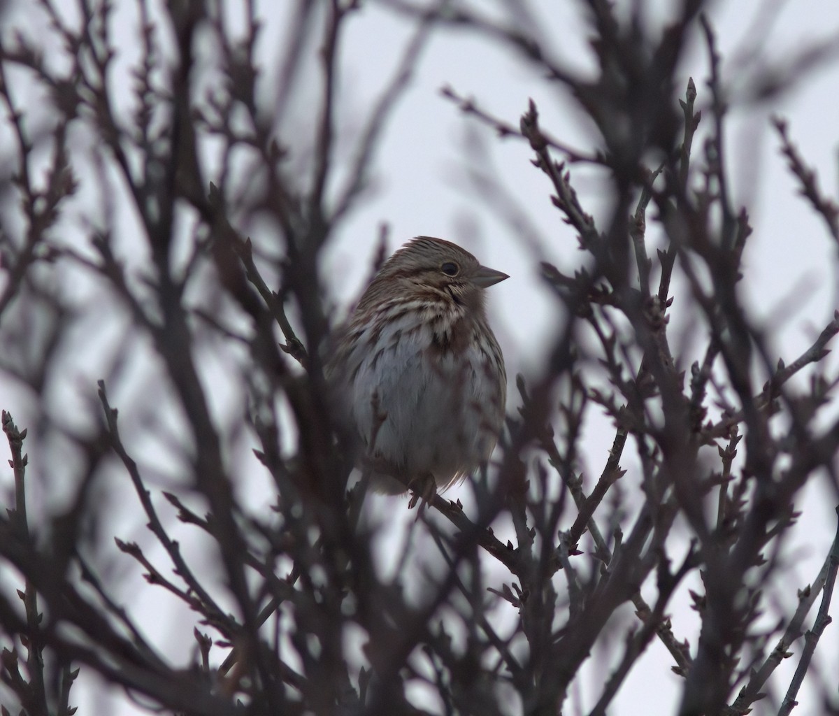 Song Sparrow - ML613570335