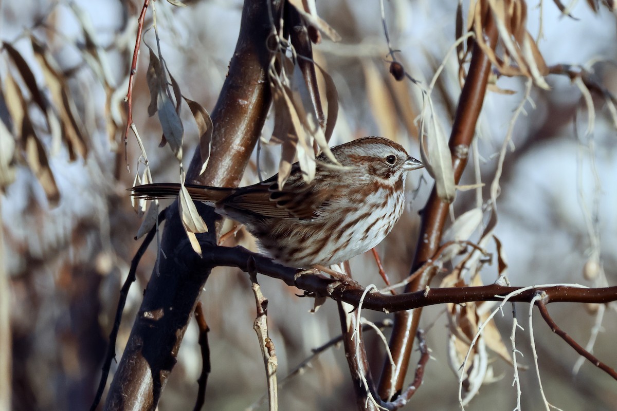 Song Sparrow - A Branch