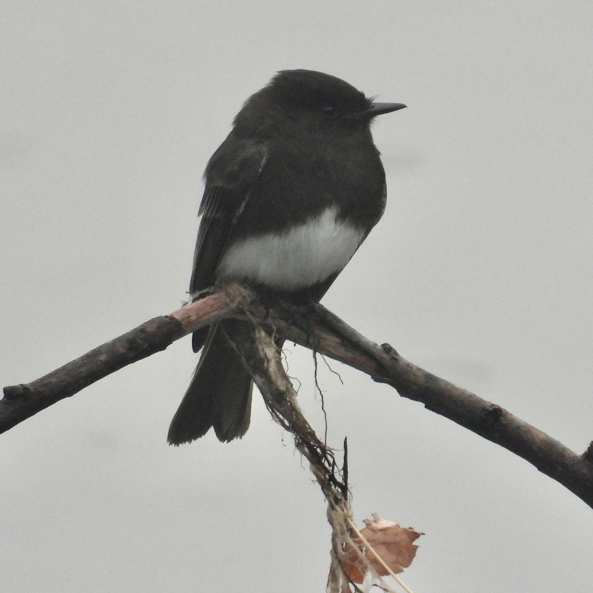 Black Phoebe - ML613570345