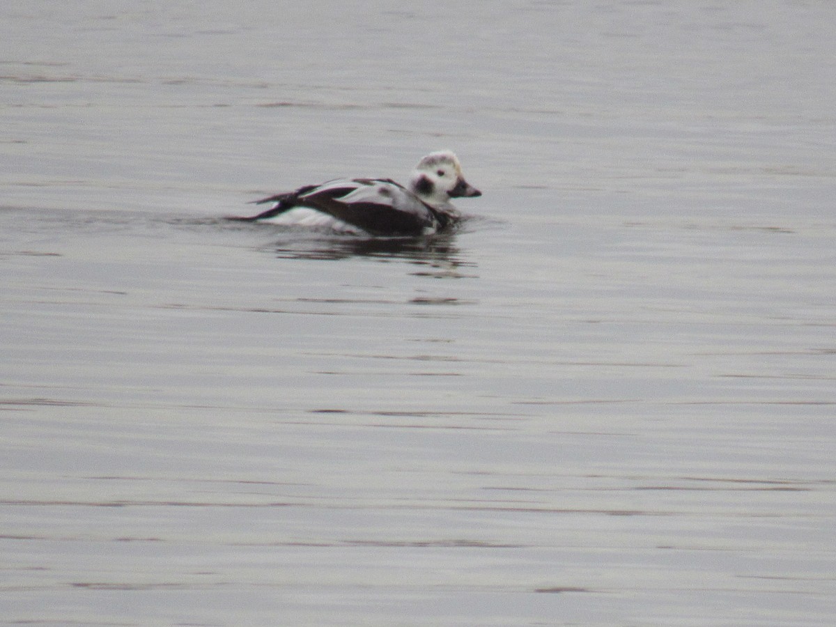 Long-tailed Duck - ML613570425