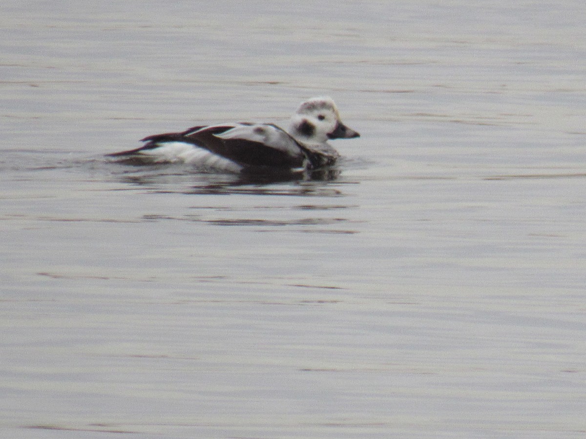 Long-tailed Duck - ML613570426