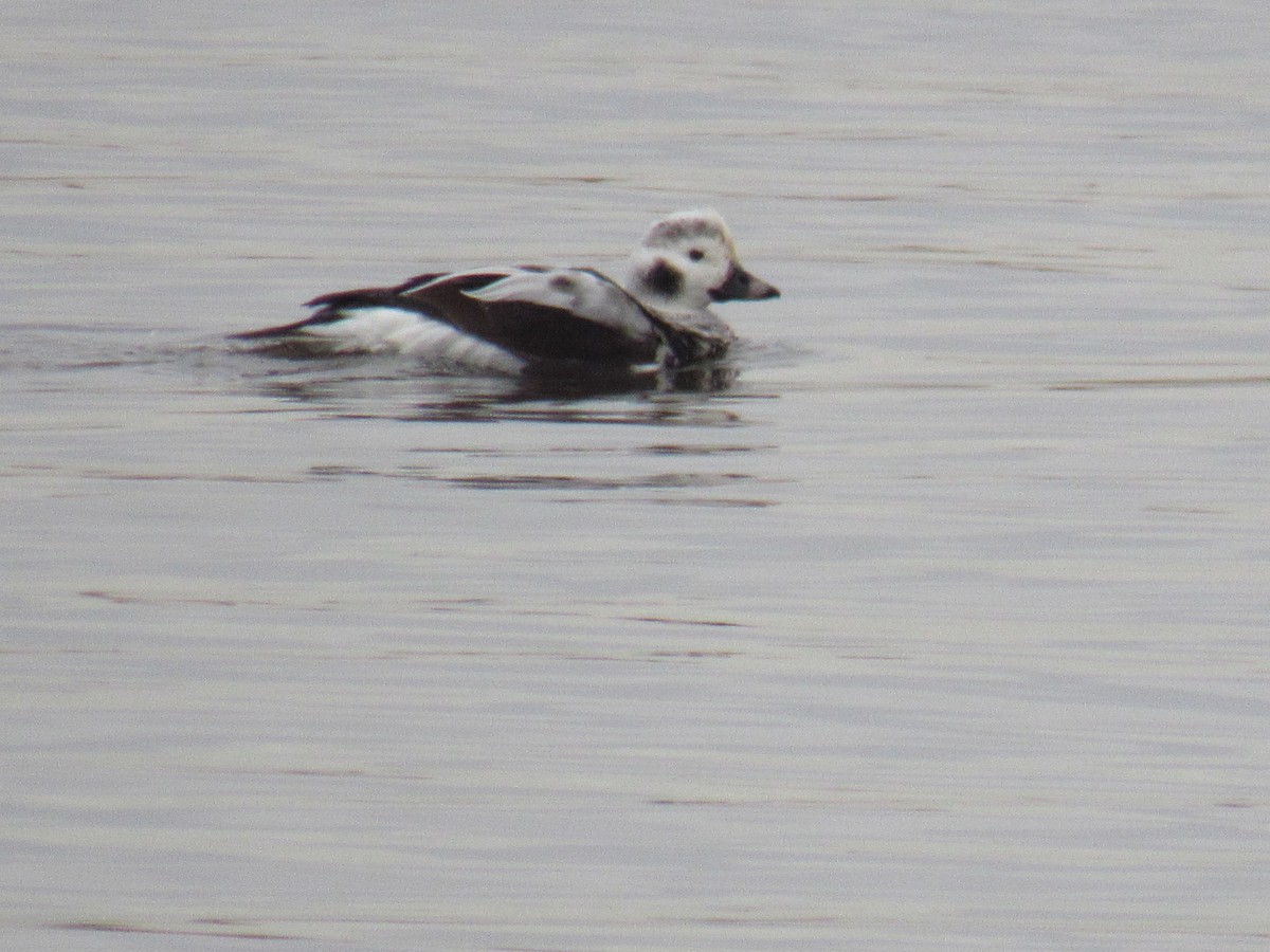 Long-tailed Duck - John Coyle