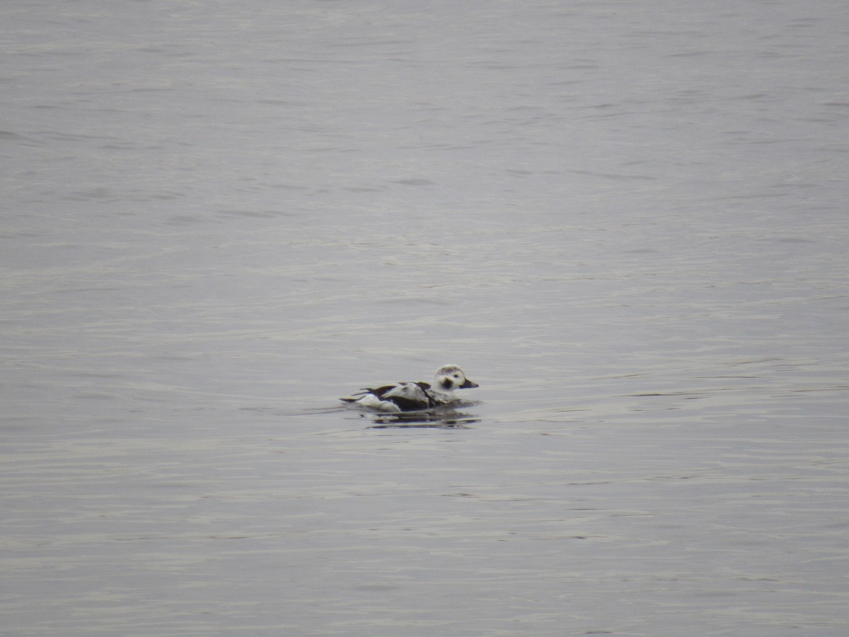 Long-tailed Duck - ML613570427