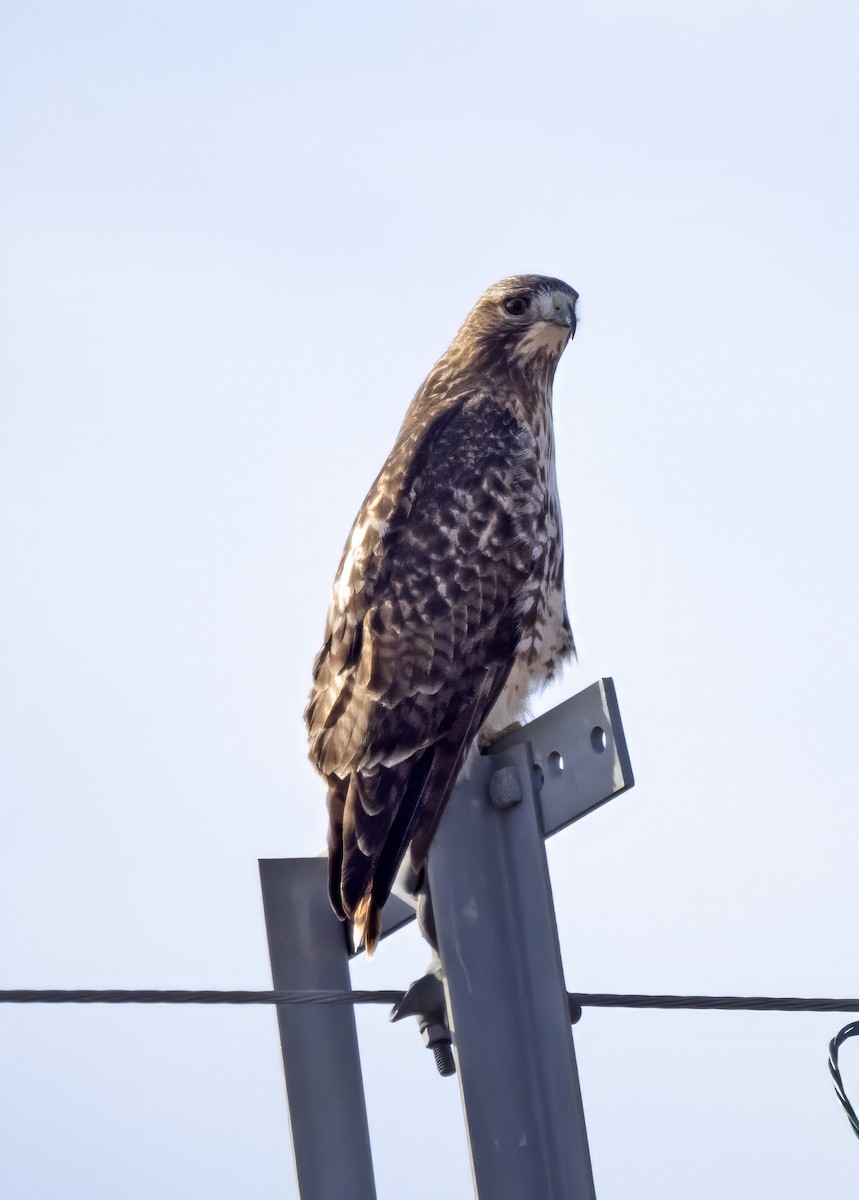 Red-tailed Hawk (abieticola) - Dave Rintoul