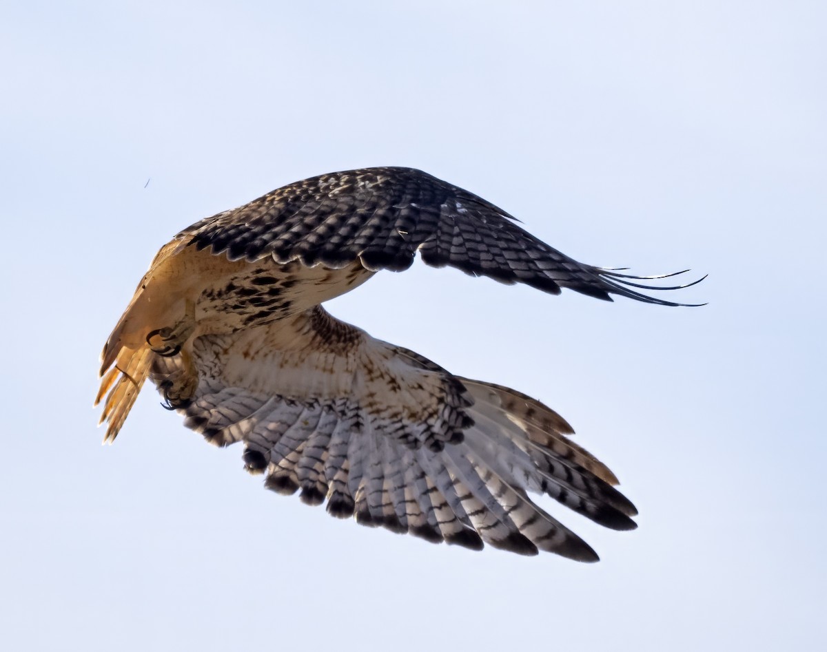 Red-tailed Hawk (abieticola) - Dave Rintoul