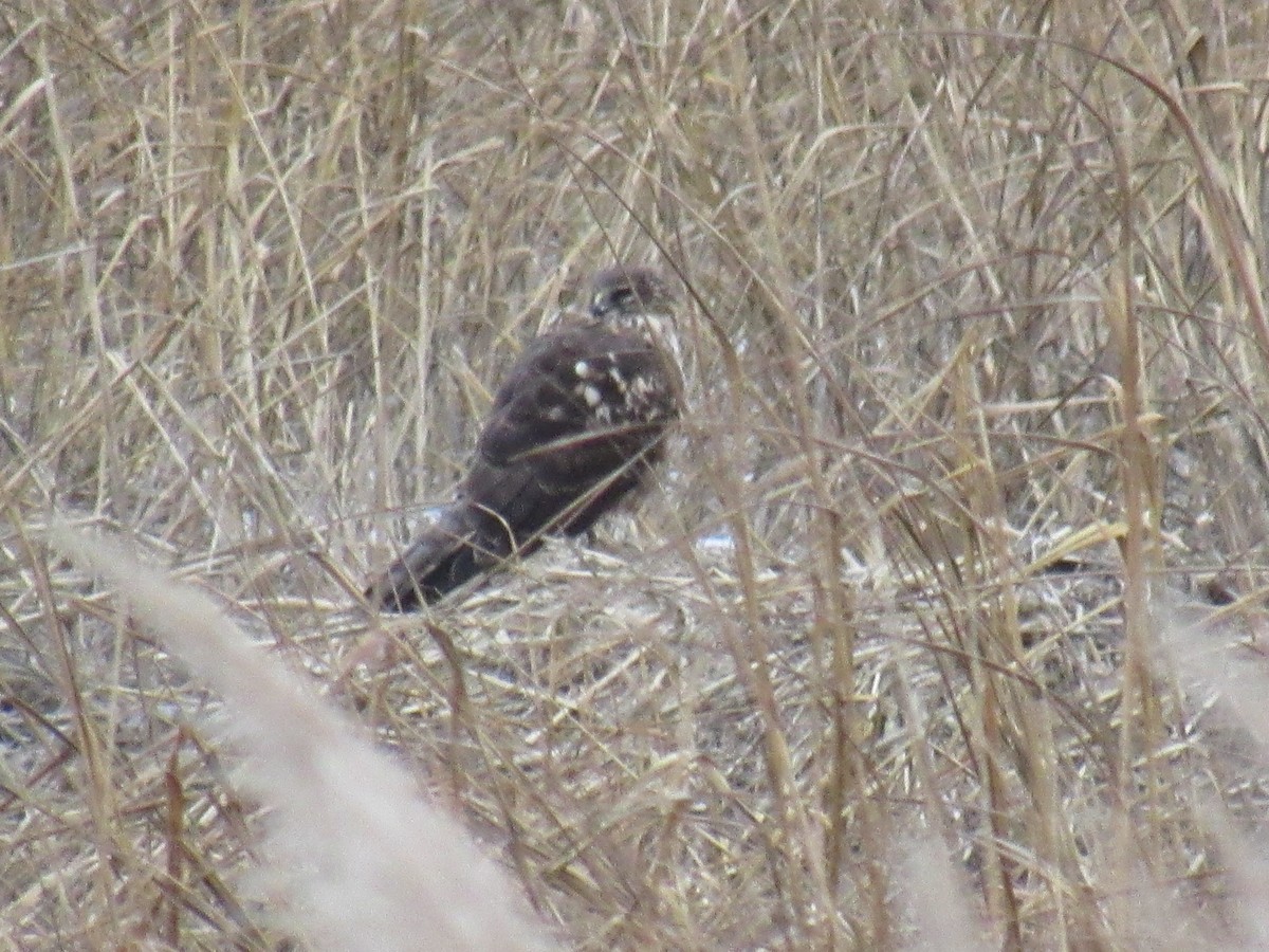 Northern Harrier - ML613570446