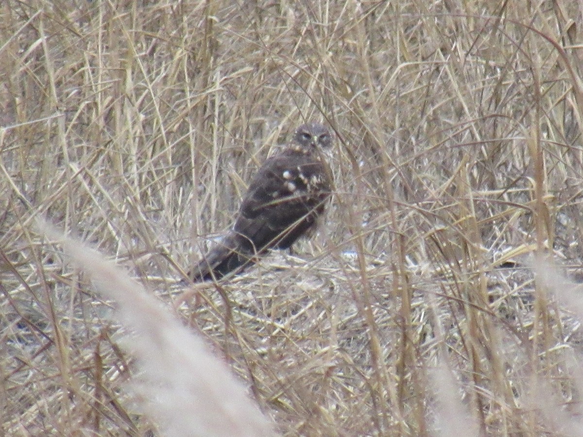 Northern Harrier - ML613570448