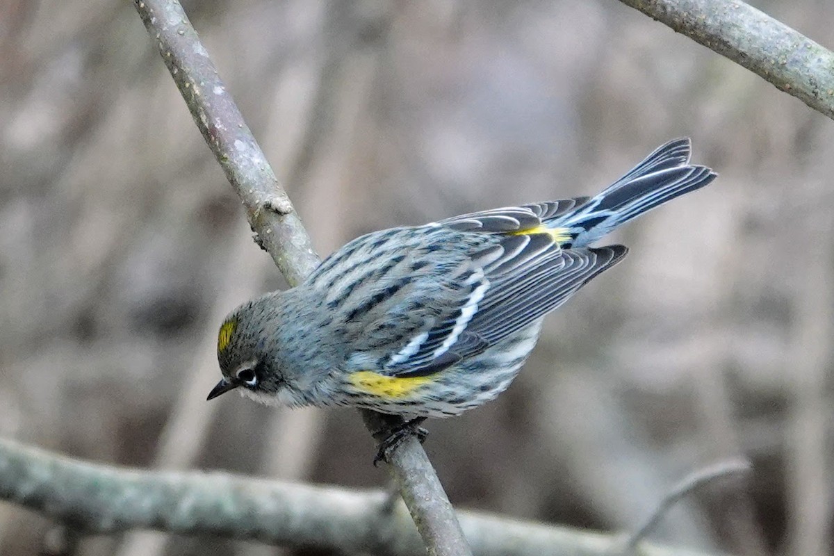 Yellow-rumped Warbler - ML613570487