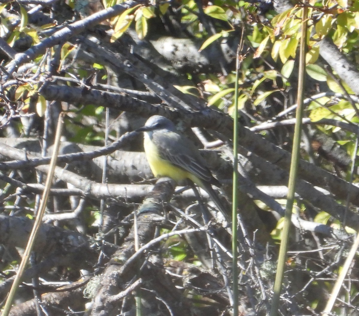 Tropical Kingbird - ML613570499