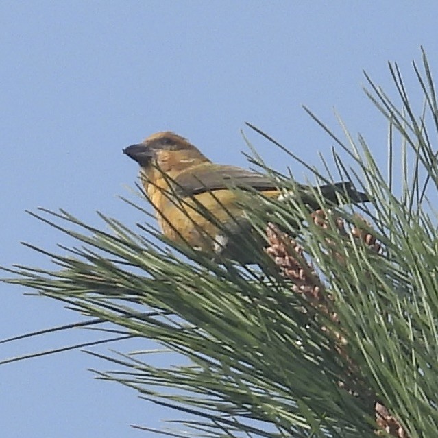 Red Crossbill - ML613570505