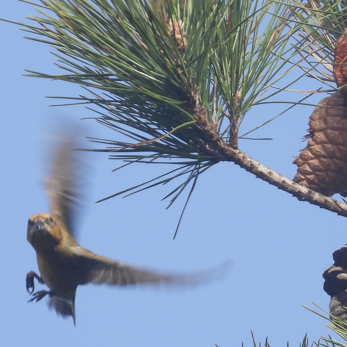 Red Crossbill - ML613570513