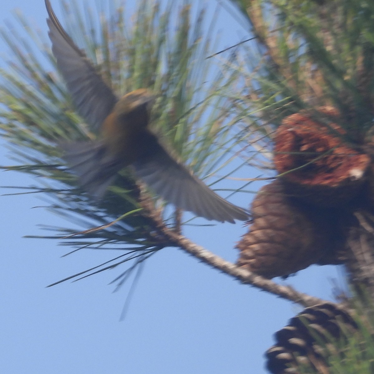 Red Crossbill - ML613570519