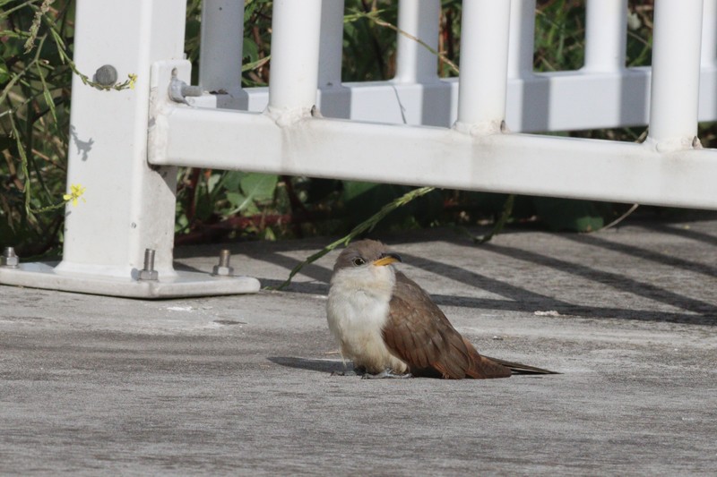 Yellow-billed Cuckoo - ML613570525