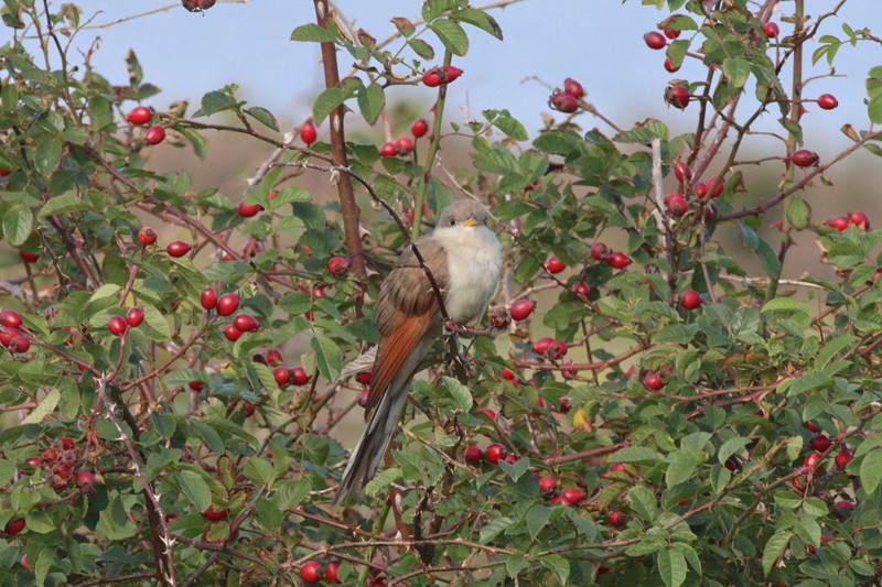 Yellow-billed Cuckoo - ML613570527