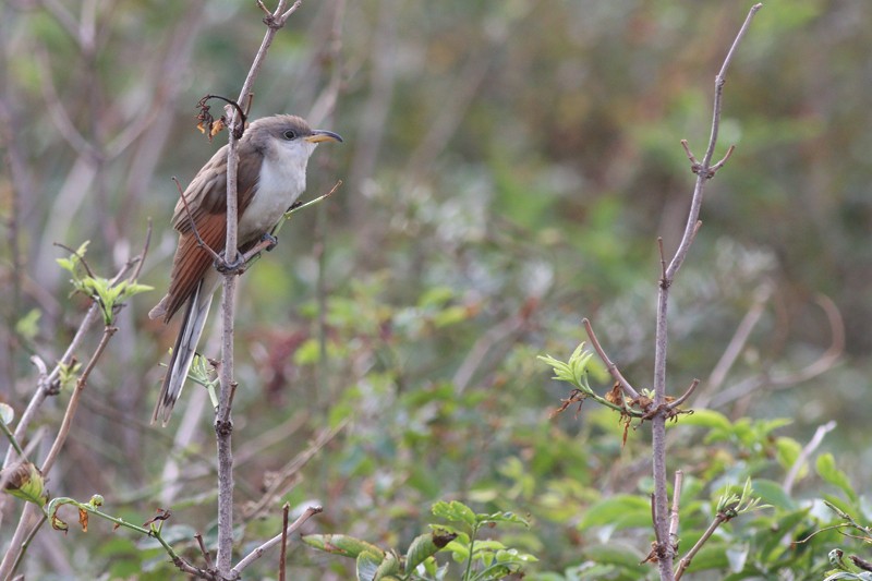 Yellow-billed Cuckoo - ML613570528