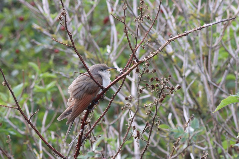 Yellow-billed Cuckoo - ML613570529