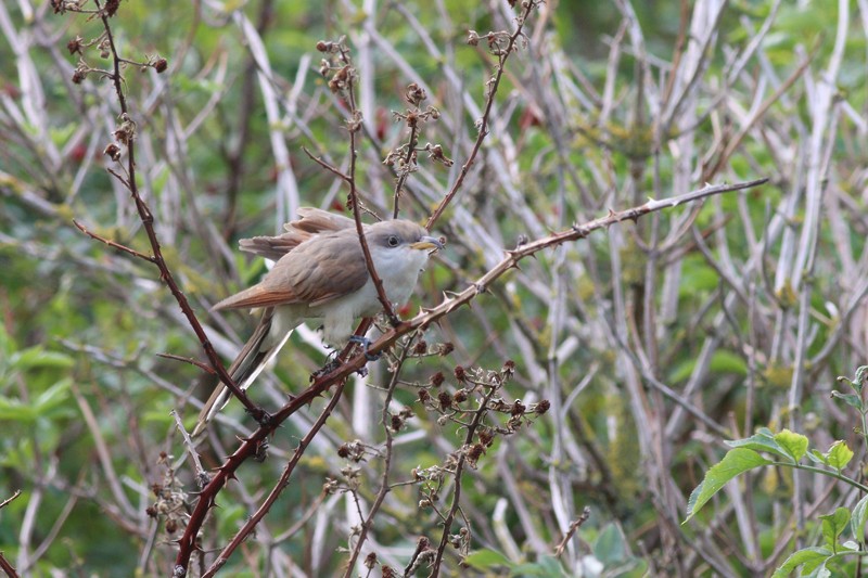 Yellow-billed Cuckoo - ML613570530