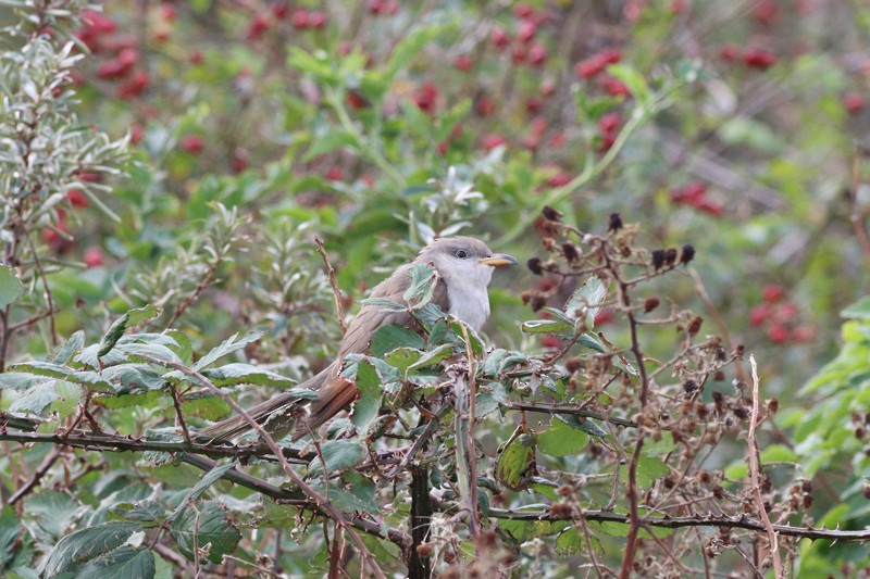 Yellow-billed Cuckoo - ML613570532