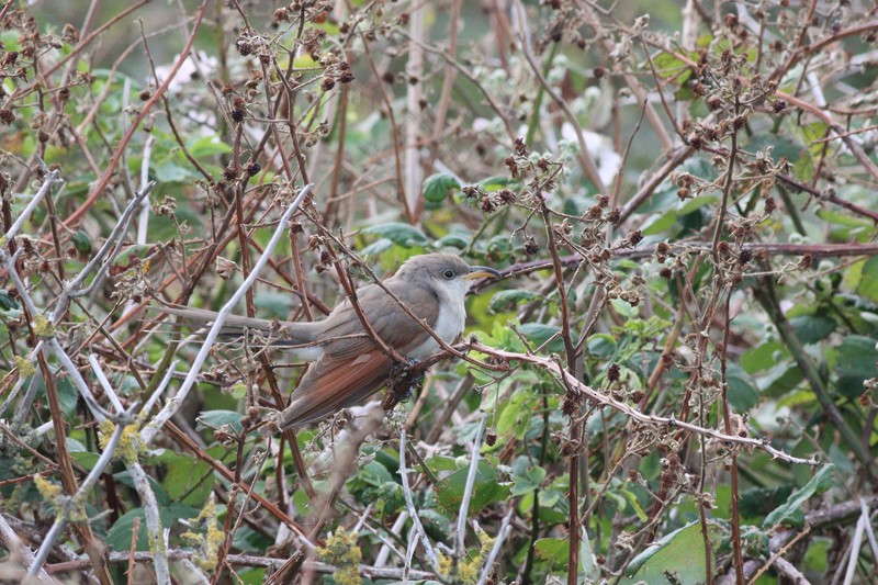 Yellow-billed Cuckoo - ML613570533