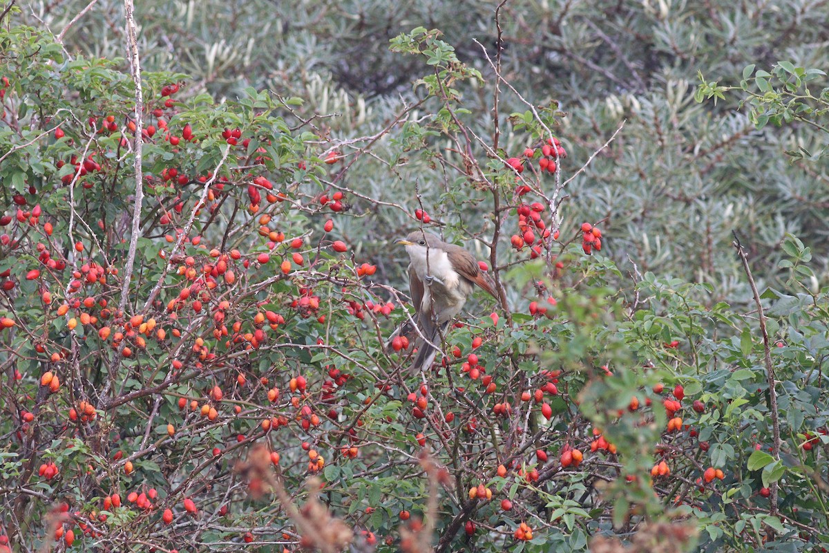 Yellow-billed Cuckoo - ML613570539