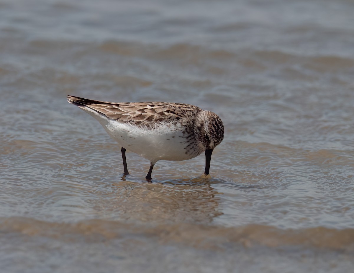 Semipalmated Sandpiper - ML613570546