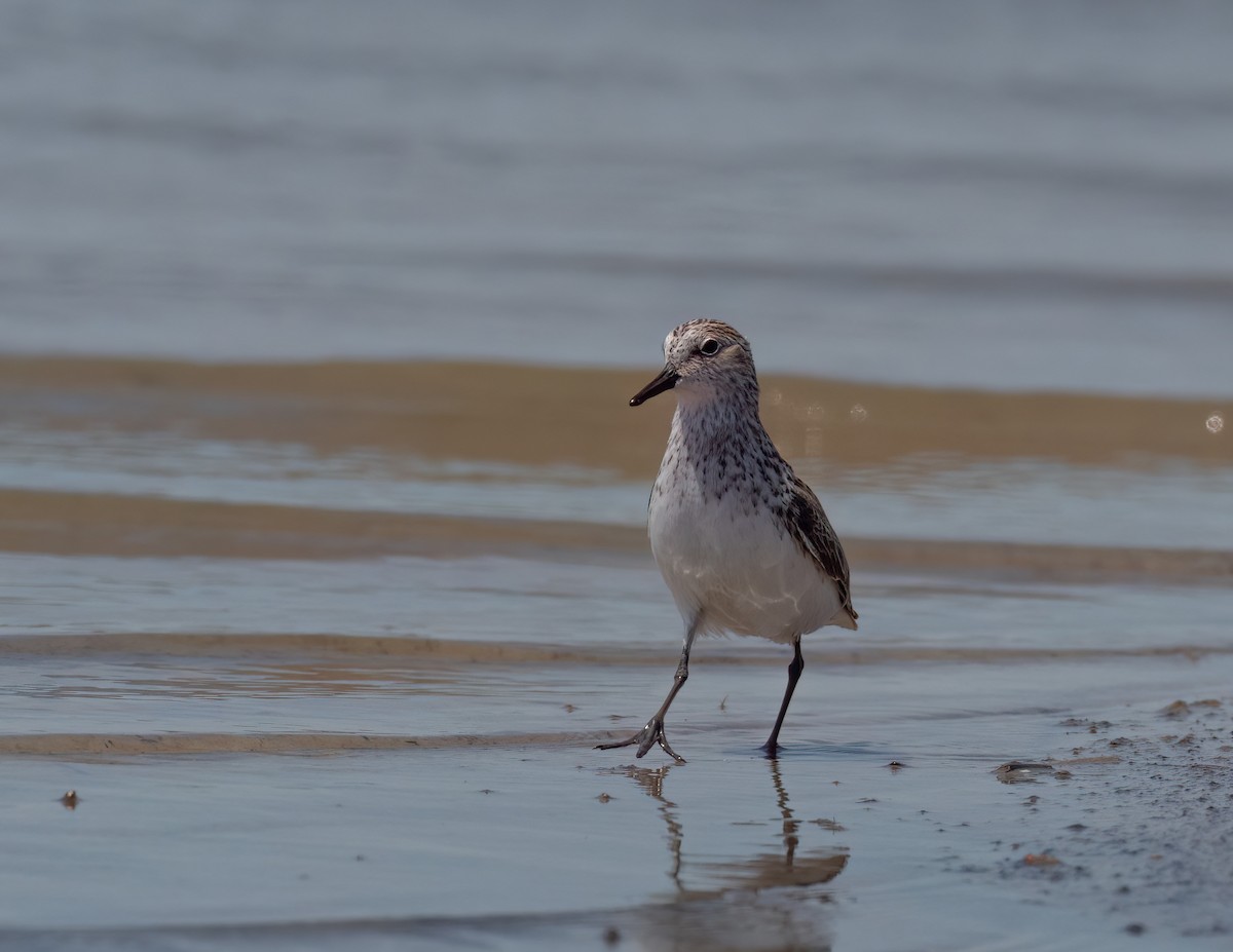 Semipalmated Sandpiper - Jan Allen