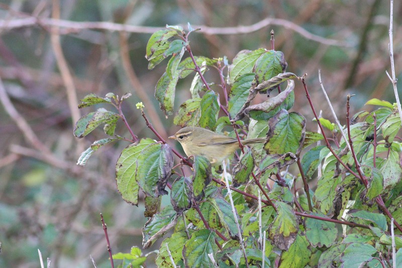 Radde's Warbler - ML613570550