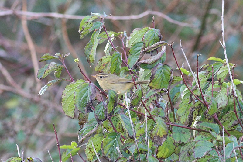 Radde's Warbler - ML613570551