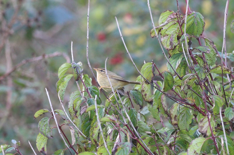 Radde's Warbler - ML613570556