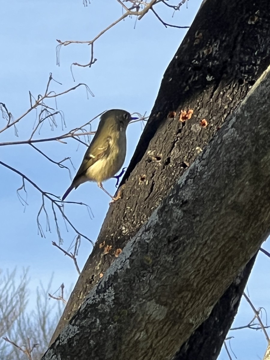 Ruby-crowned Kinglet - ML613570558