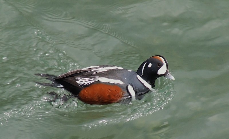 Harlequin Duck - Carlos Palomera