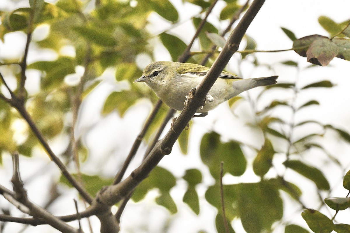 Tennessee Warbler - ML613570763