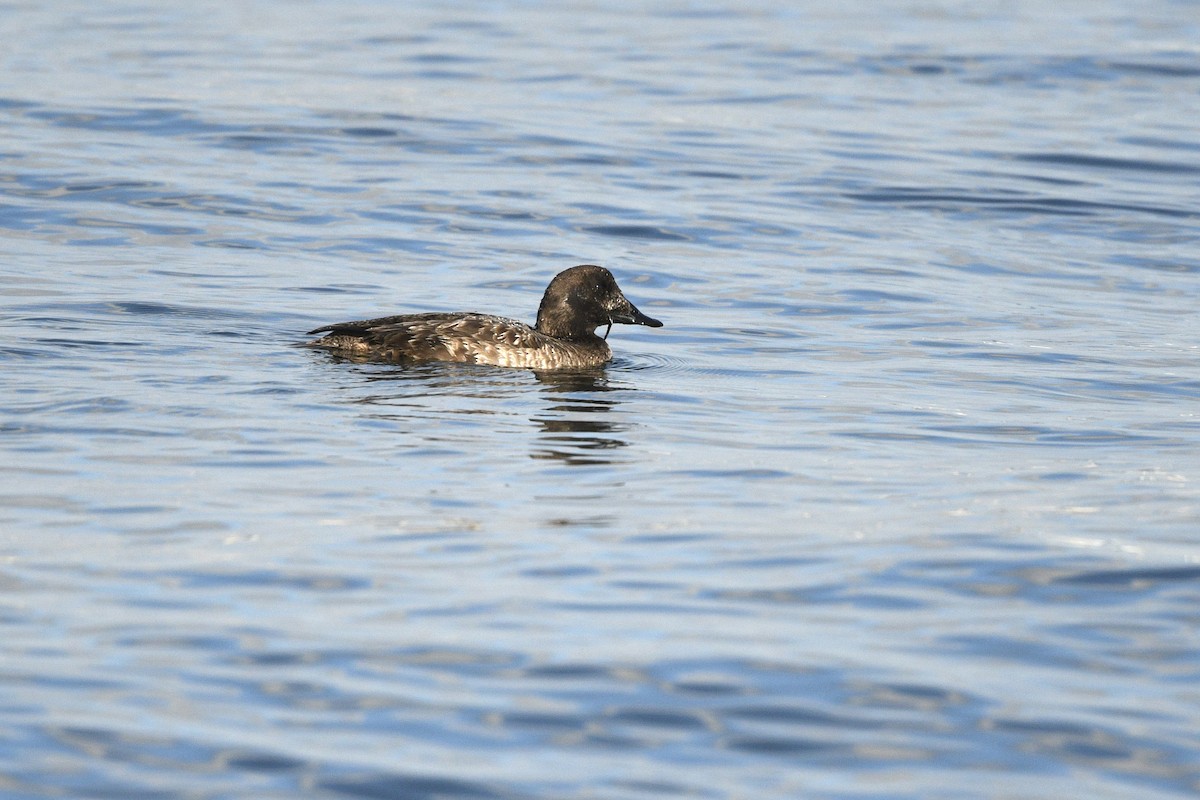 White-winged Scoter - ML613570870