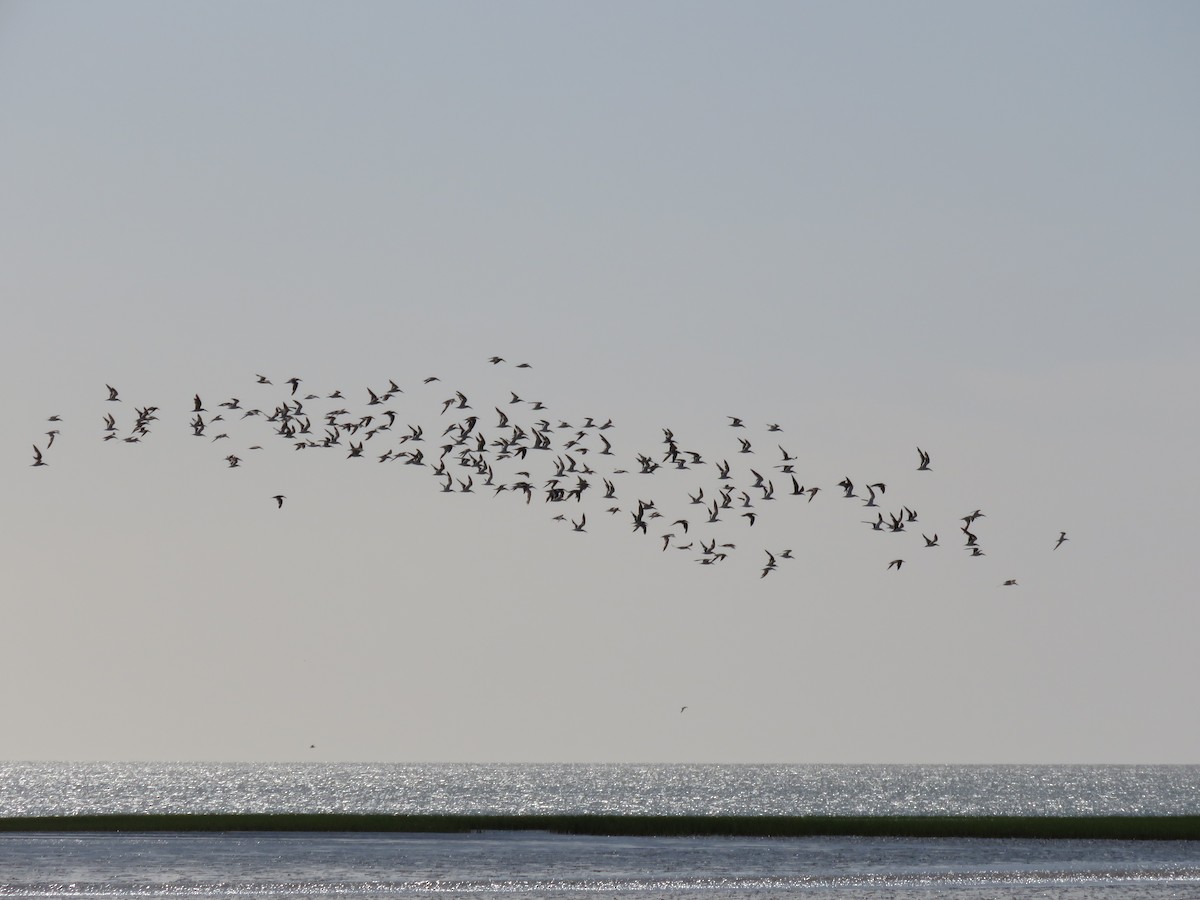Black Skimmer - ML613570887