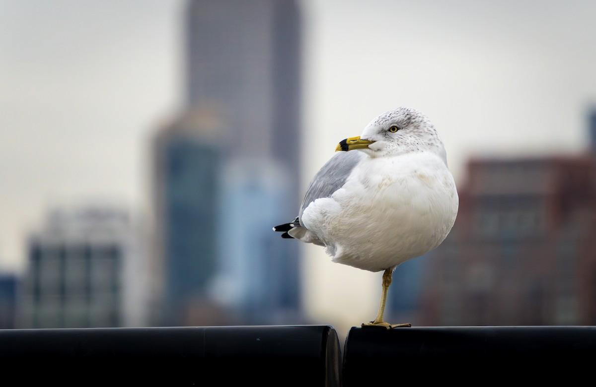 Ring-billed Gull - ML613570970