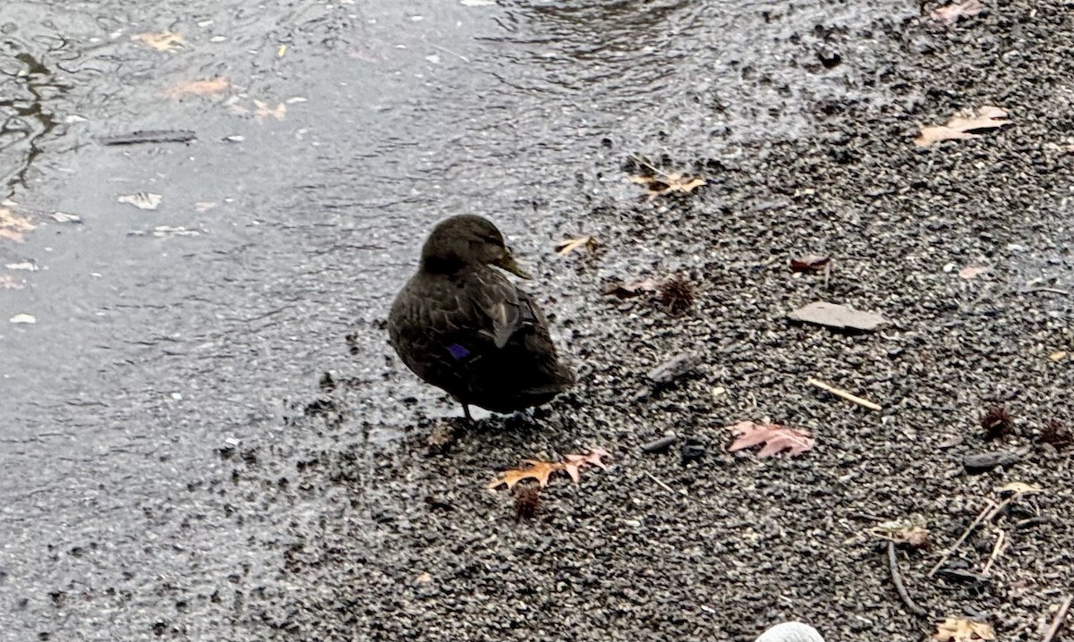 American Black Duck - ML613571011