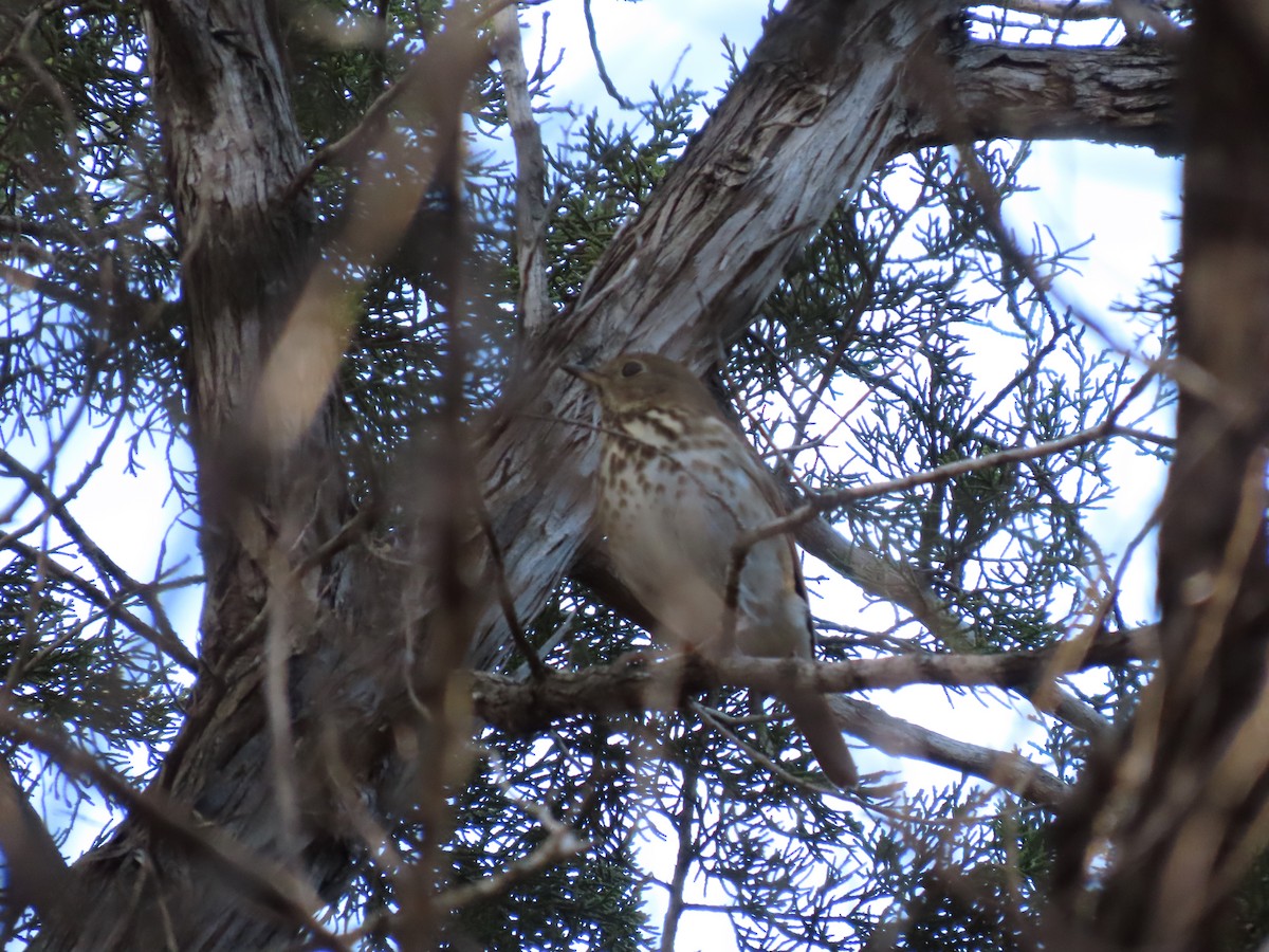 Hermit Thrush - Mika Aguilar